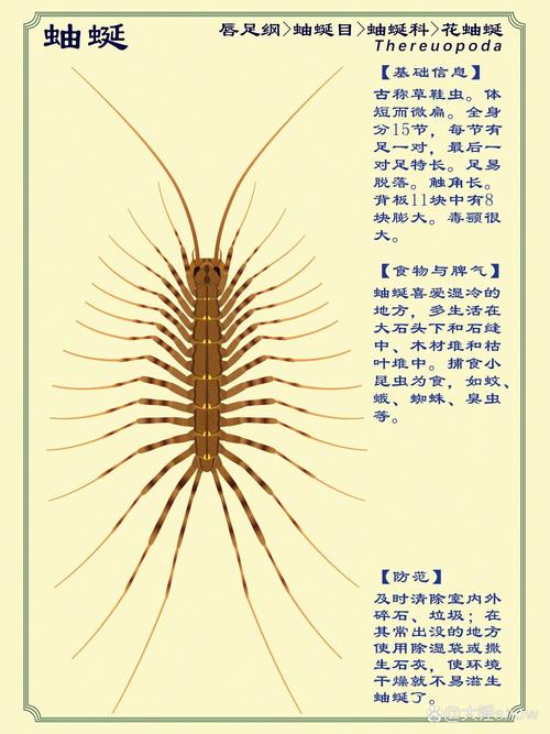家庭常见害虫蚰蜒的危害与防治：如何有效清除潮湿阴暗处的蚰蜒