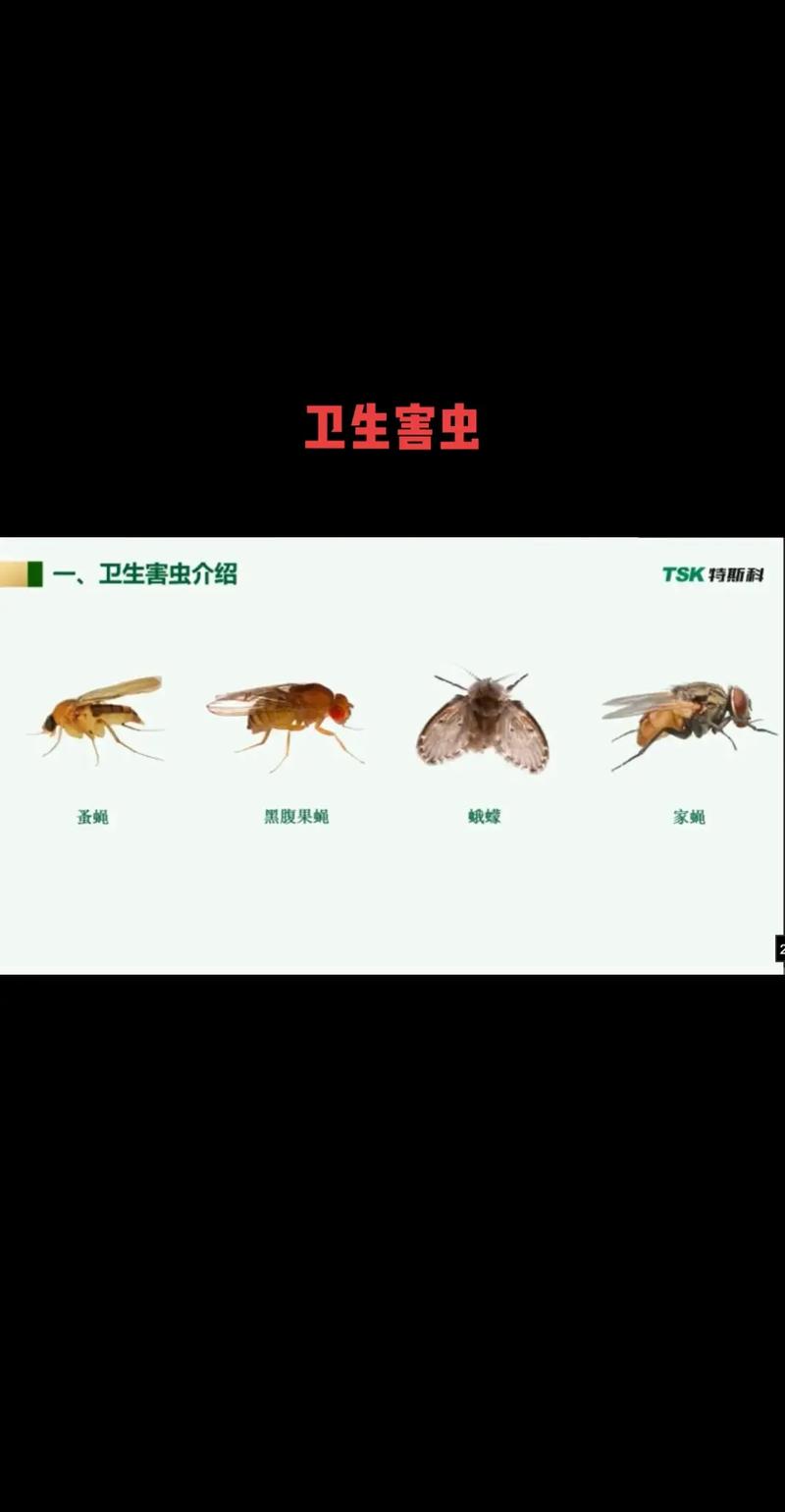 常见家庭害虫蚤蝇的习性、危害及防治重要性全解析