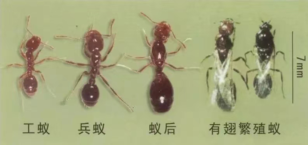 红火蚁防治公司.jpg