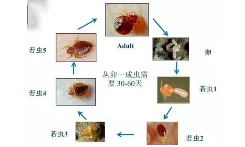 臭虫防治.jpg