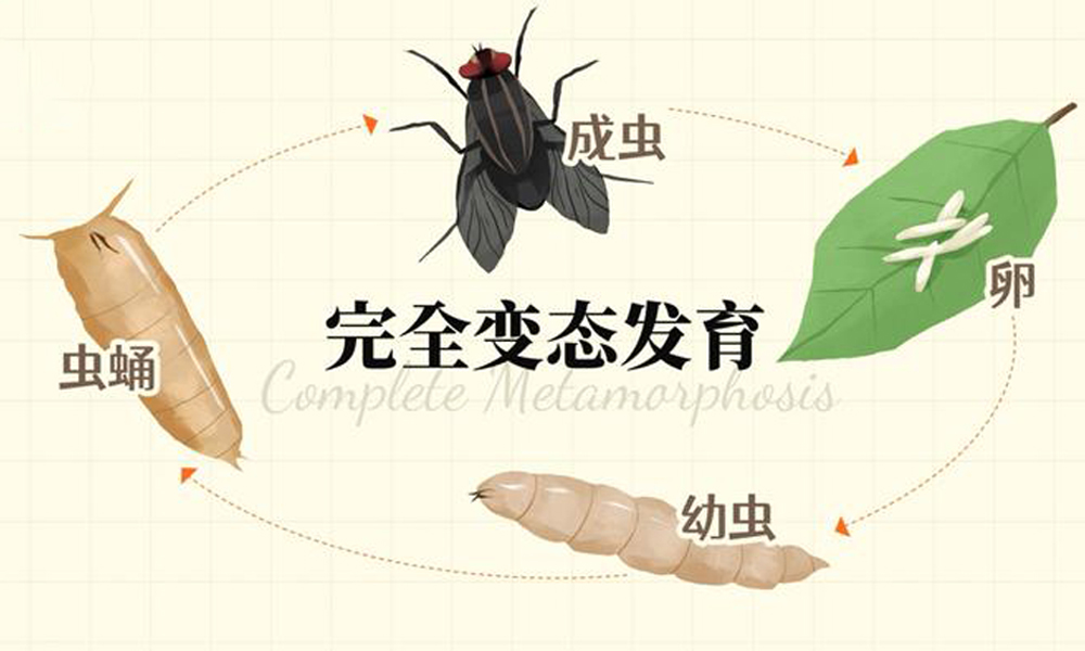 蚤蝇防治.jpg