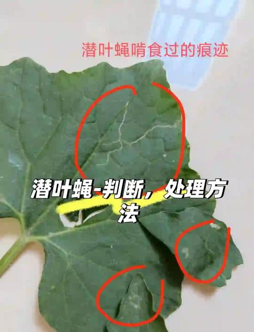 伏蝇——常见害虫的危害与防治方法全解析