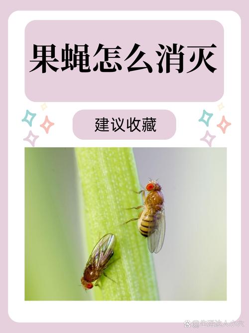 家庭果蝇虫害惹人烦？掌握习性和对策是关键