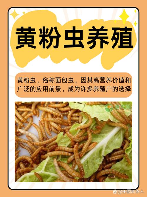 黄粉虫——养在深闺人未识的神奇昆虫？
