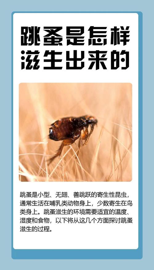 跳蚤的危害有哪些？跳蚤防治方法你知道吗？
