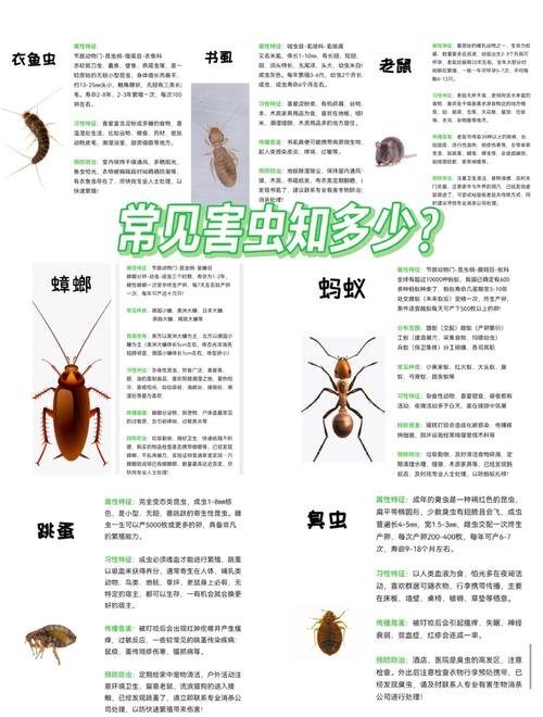 家庭害虫黑菌虫危害大！快来了解防治方法及识别特征