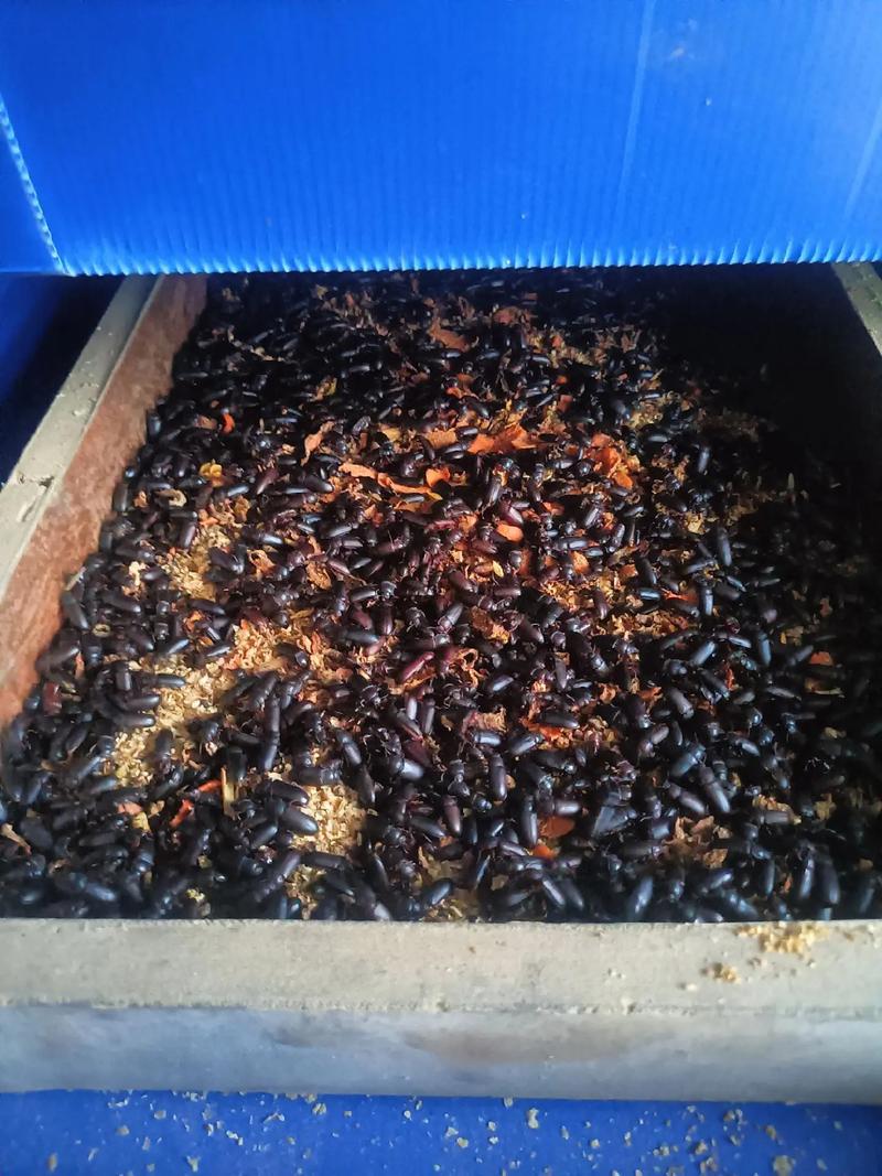 黄粉虫成家庭害虫？繁殖快危害大，这些信息要知道