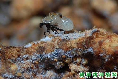 种植灵芝时，该如何有效防治大蚤蝇？
