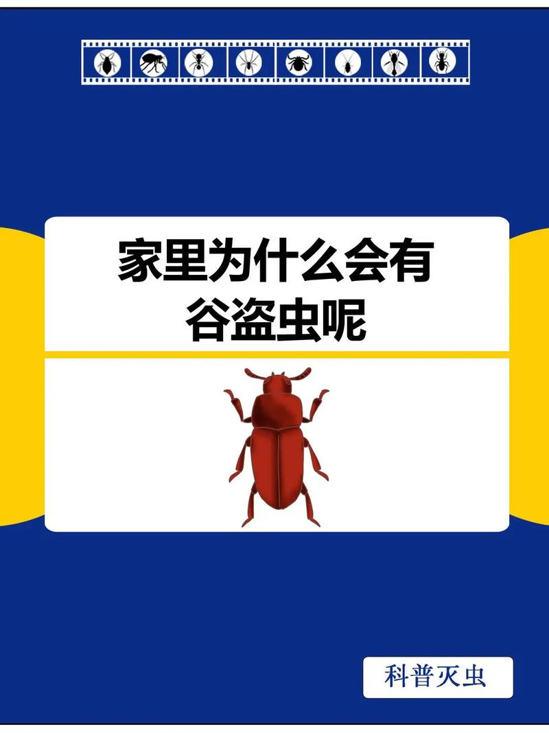 了解杂拟谷盗习性危害及防治方法，守护居住环境与物品安全