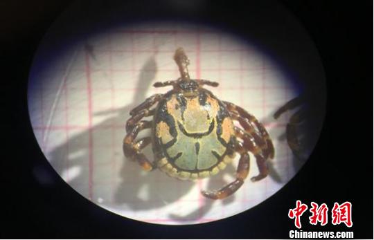 广东云浮口岸惊现！首次截获有害生物希伯来花蜱(图)