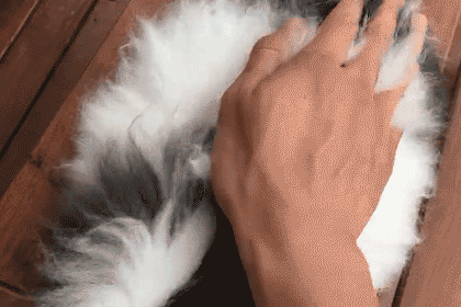 男子家遭怪虫频繁光顾，每天抓10多只，专家称此情况招虫？