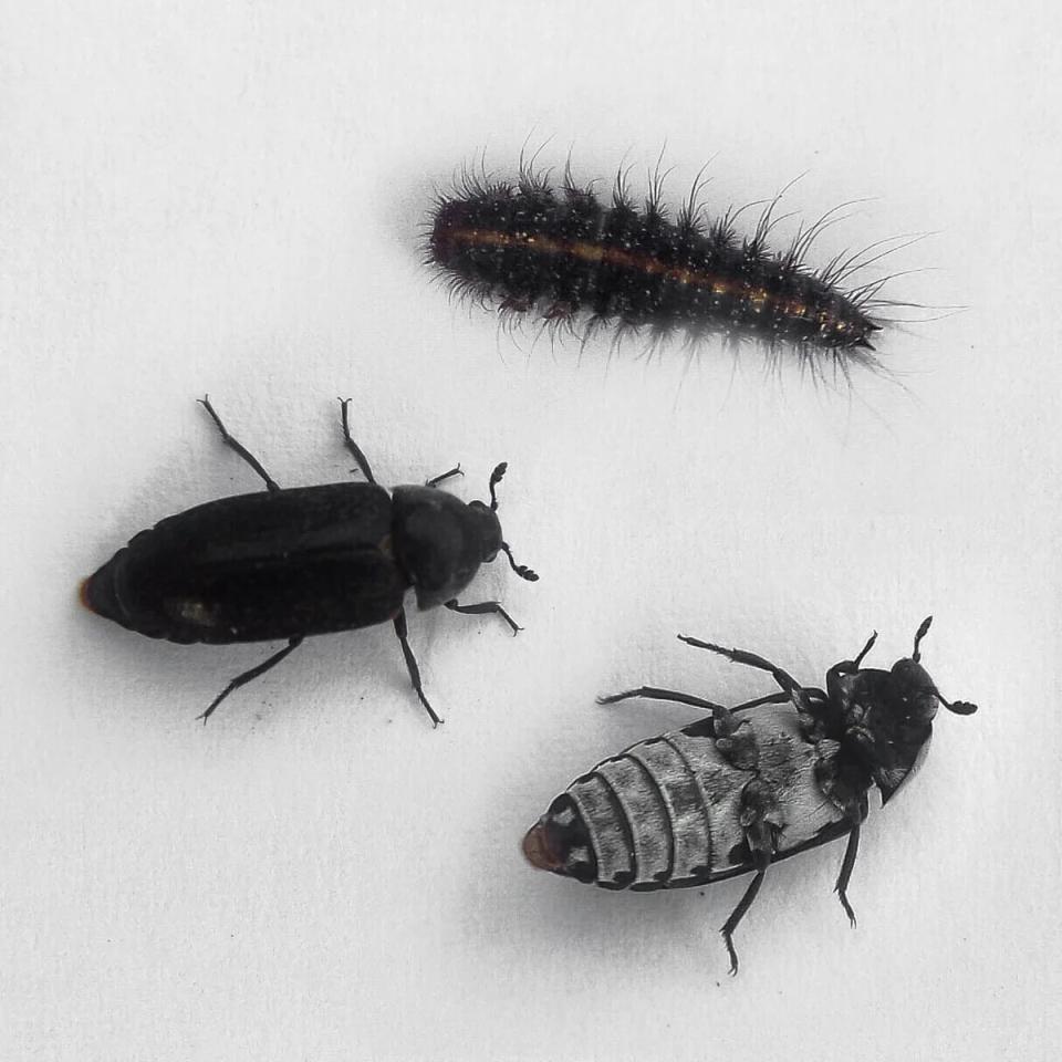 博物馆最强标本剔肉师，竟是吃腐肉的蠹虫？