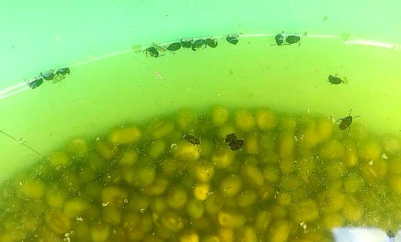 家庭储粮害虫绿豆象危害大，认识其习性及防治办法很关键