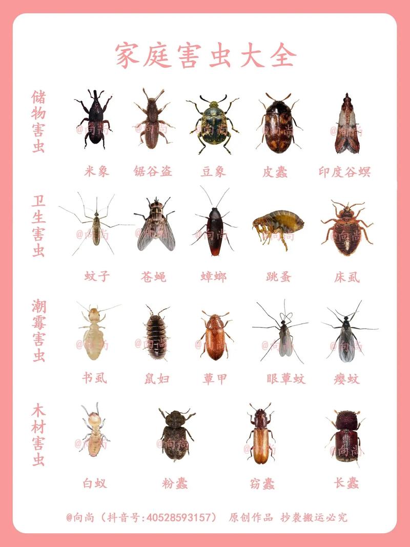 认识极具破坏力的谷斑皮蠹习性及特征，做好家庭储粮防治