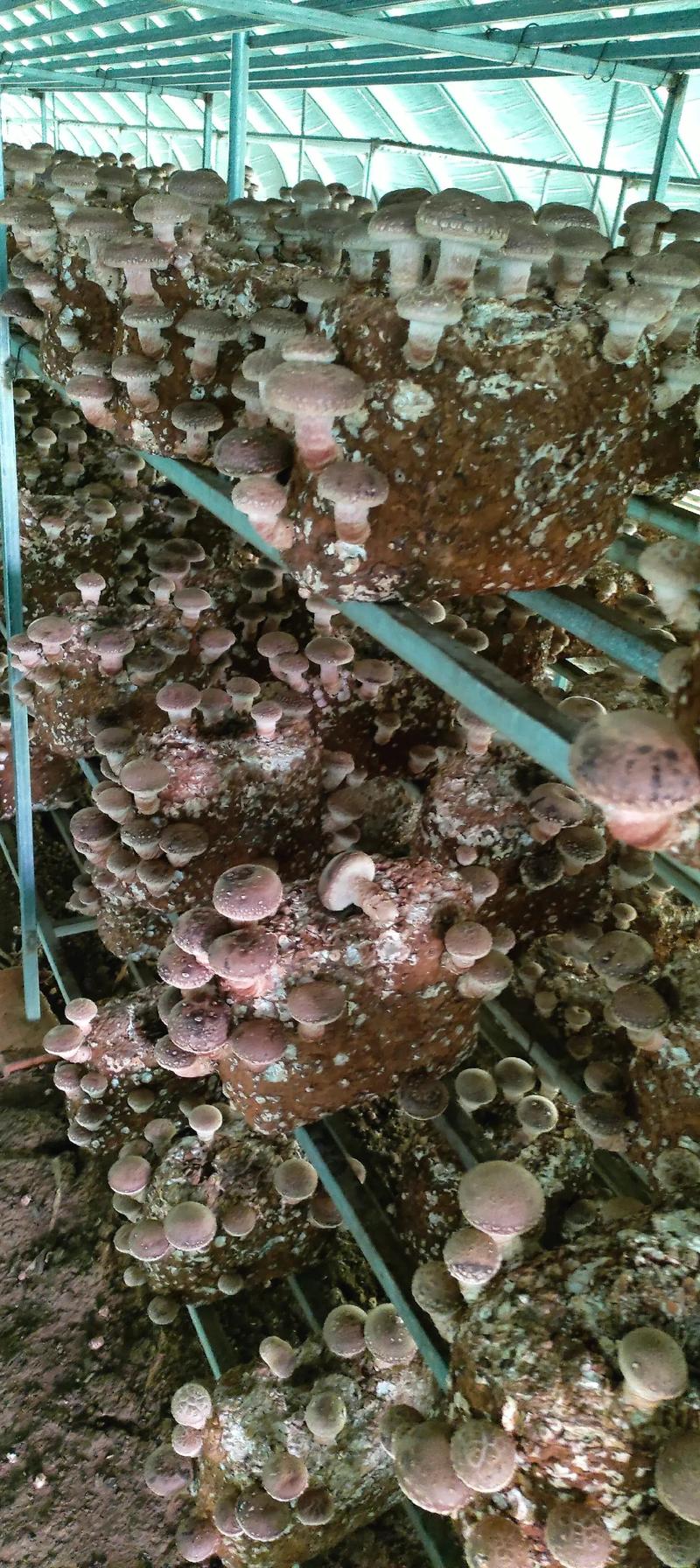 香菇栽培常见虫害有哪些？这些防治方法请收好