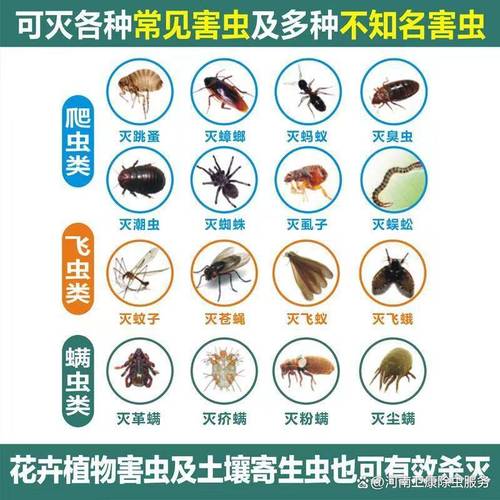 棕尾别麻蝇防治指南：如何识别与预防家中常见害虫？