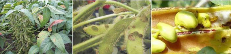 黑菌虫虫害_大豆食心虫防治方法_大豆食心虫危害症状