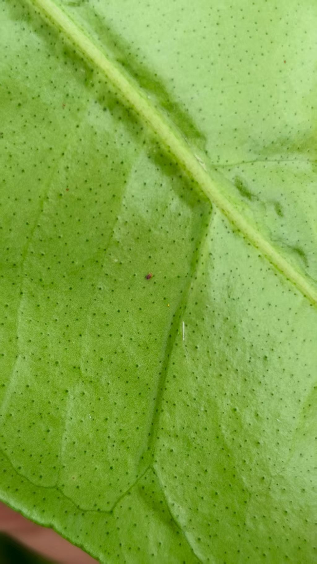 黑菌虫爆发怎么办？9月高发期4招防控+3个速杀配方详解