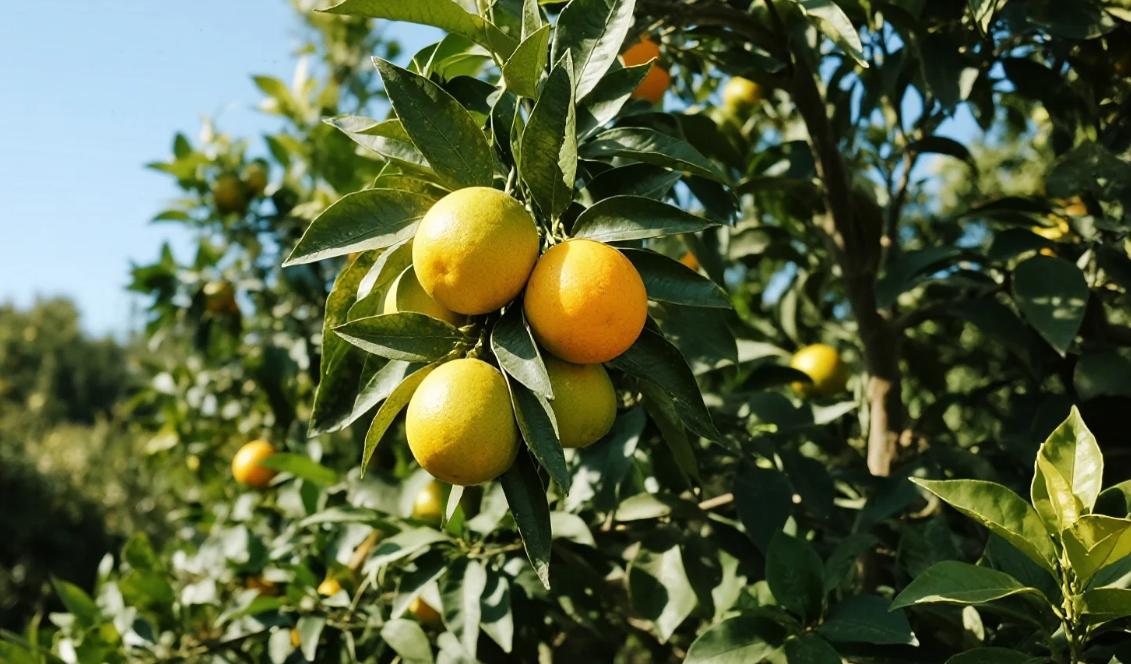 红蜘蛛繁殖速度快原因_黑菌虫虫害_红蜘蛛防治方法
