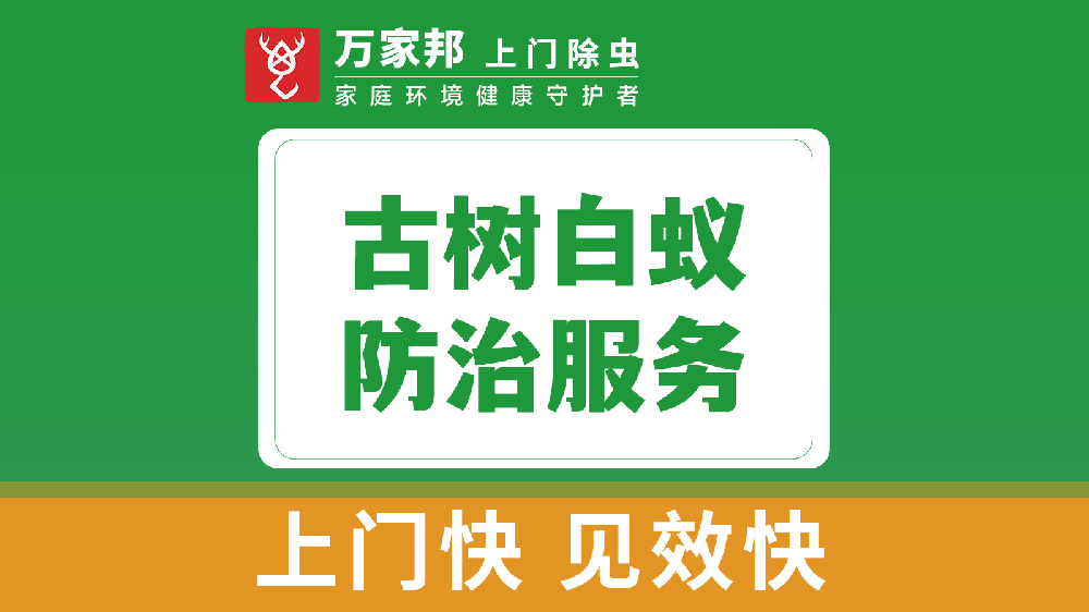 古树白蚁防治