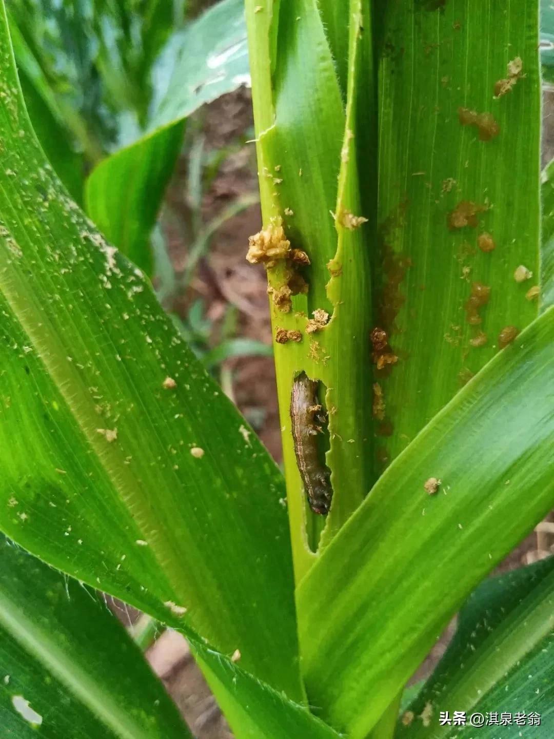 玉米染上黑菌虫怎么办？草地贪夜蛾危害症状与防治全攻略