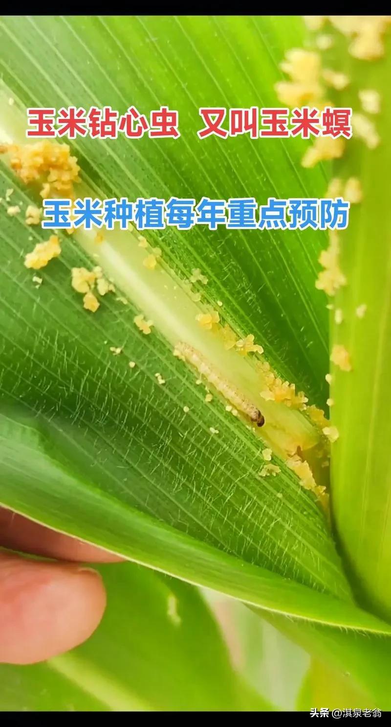 黑菌虫虫害_草地贪夜蛾防治措施_草地贪夜蛾危害症状