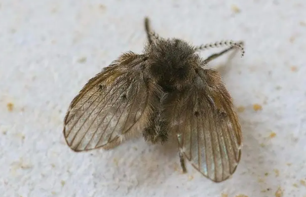 厕所蛾蠓爆发源头难寻？三步彻底根除虫害告别小飞虫