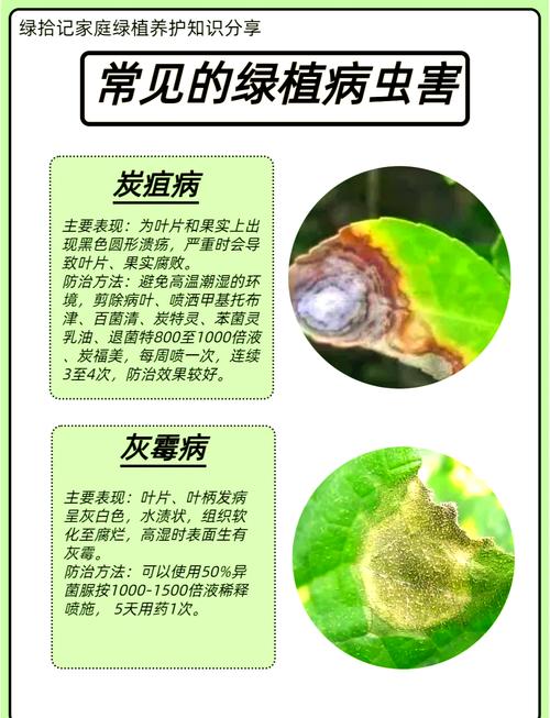 家蝇虫害防治难题：林业有哪些高效治理策略可用？